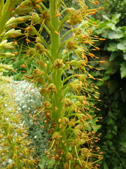 Eremurus tauricus