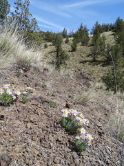 Erigeron poliospermus
