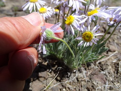 Erigeron poliospermus