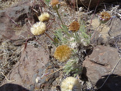 Erigeron poliospermus
