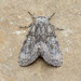 Brother Moth - Photo (c) David Kaposi, some rights reserved (CC BY-NC), uploaded by David Kaposi