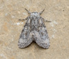 Brother Moth - Photo (c) David Kaposi, some rights reserved (CC BY-NC), uploaded by David Kaposi