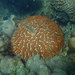 Open Brain Corals - Photo (c) botanygirl, some rights reserved (CC BY), uploaded by botanygirl