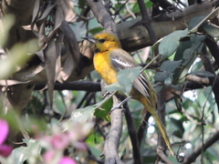 Icterus abeillei