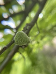 Callirhytis quercusventricosa
