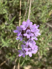 Thymus villosus