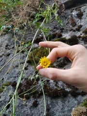 Crepis vesicaria taraxacifolia