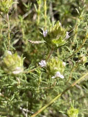Thymus villosus