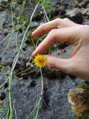 Crepis vesicaria taraxacifolia