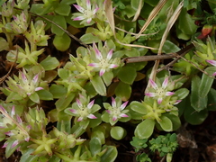 Phedimus stellatus