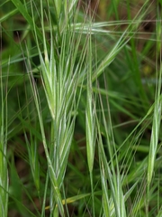 Bromus rigidus