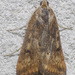 Pyrausta tatalis - Photo (c) David G. Barker,  זכויות יוצרים חלקיות (CC BY-NC), הועלה על ידי David G. Barker