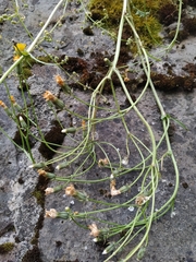 Crepis vesicaria taraxacifolia