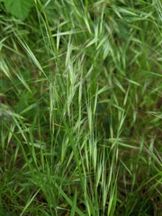 Bromus rigidus