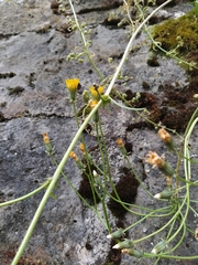 Crepis vesicaria taraxacifolia