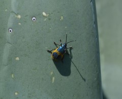 Monocesta ducalis