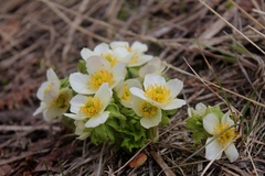 Trollius laxus