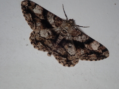 Peribatodes umbraria