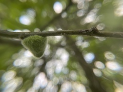 Callirhytis quercusventricosa