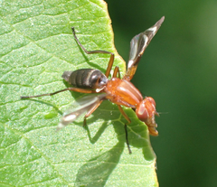 Tritoxa incurva