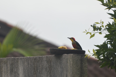 Melanerpes flavifrons