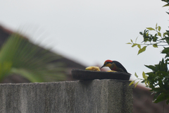 Melanerpes flavifrons