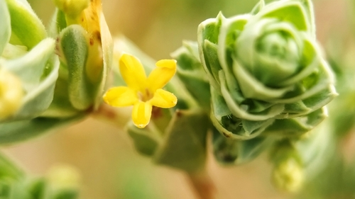 Maritime Crosswort