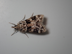 Eudonia delunella