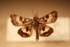 Heliothis oregonica