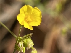 Linum trigynum