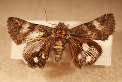 Litocala sexsignata
