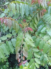 Ailanthus altissima
