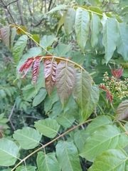 Ailanthus altissima