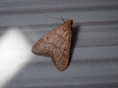 Bostra obsoletalis