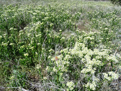 Lepidium appelianum