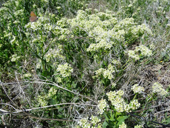 Lepidium appelianum