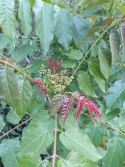 Ailanthus altissima