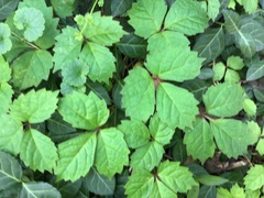 Parthenocissus tricuspidata