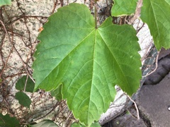 Parthenocissus tricuspidata