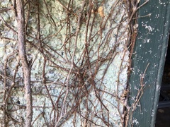 Parthenocissus tricuspidata