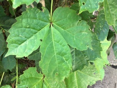 Parthenocissus tricuspidata