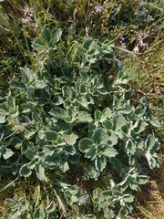 Marrubium peregrinum