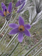Pulsatilla vulgaris