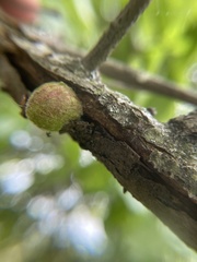 Callirhytis quercusventricosa
