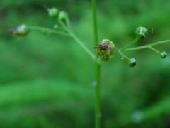 Scrophularia alpestris