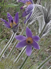 Pulsatilla vulgaris