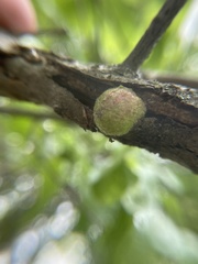 Callirhytis quercusventricosa