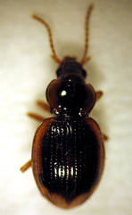Trichopsida pretiosa