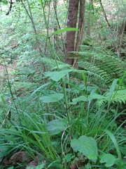 Scrophularia alpestris