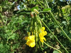 Coronilla valentina